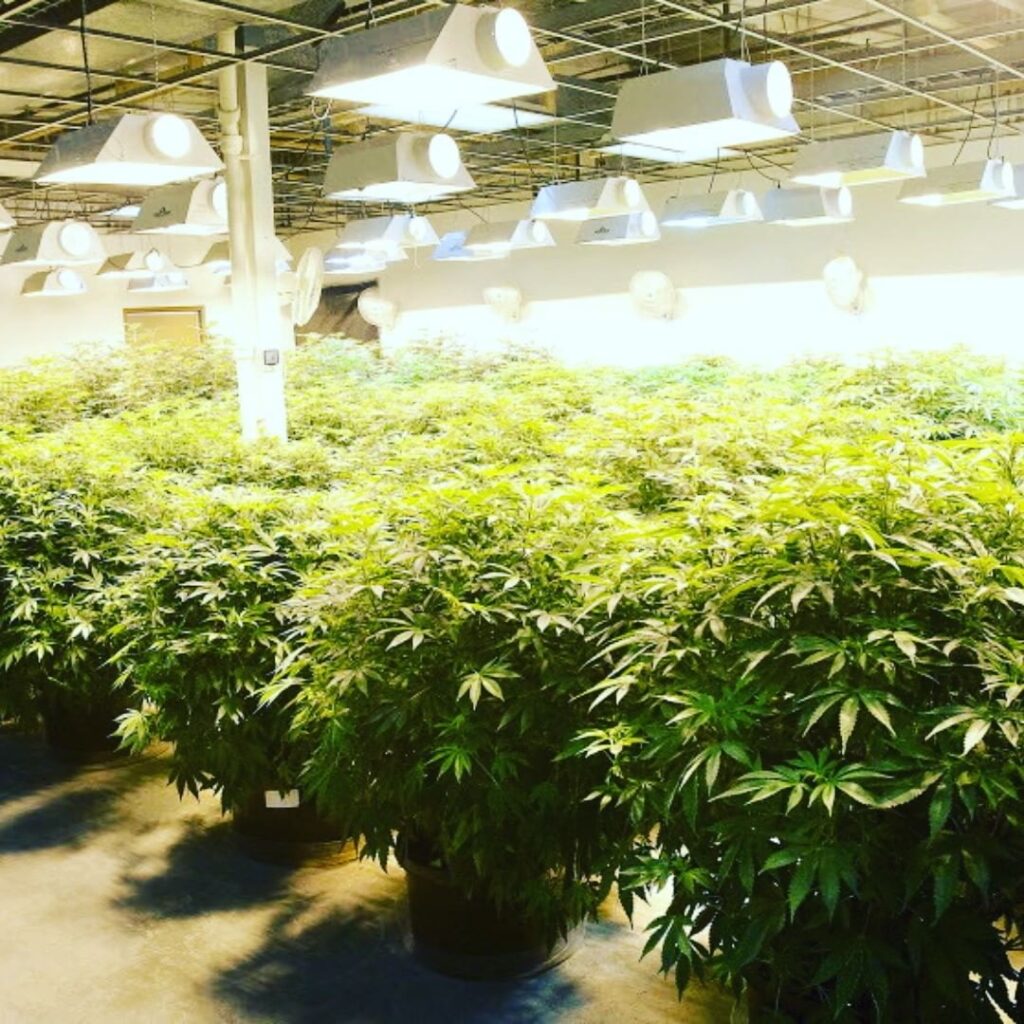 How to Become a Marijuana Master Grower