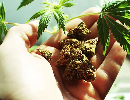 Benefits of Medical Marijuana Card 